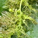 Utricularia vulgaris - Photo (c) Leonard Worthington, todos los derechos reservados, subido por Leonard Worthington