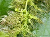 Utricularia vulgaris - Photo (c) Leonard Worthington, all rights reserved, uploaded by Leonard Worthington
