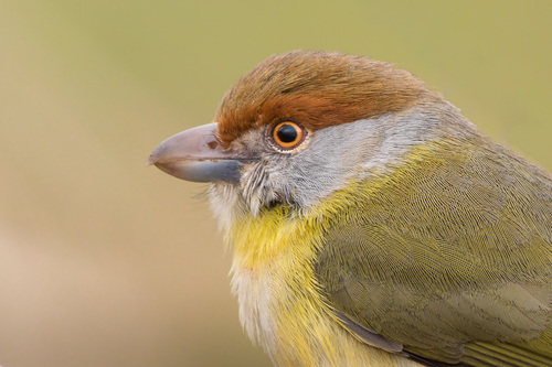 Rufous-browed Peppershrike