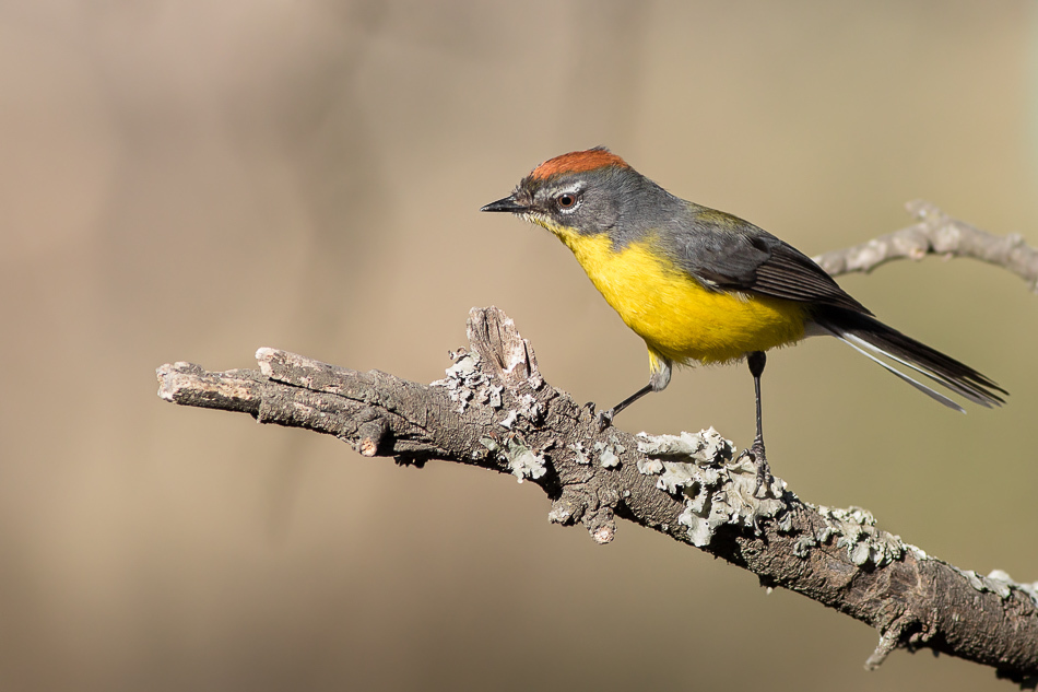 Brown-capped Redstart photo
