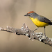 Brown-capped Redstart - Photo (c) Jorge Schlemmer, all rights reserved