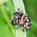 Araña Saltarina de Maddison - Photo (c) adel-fridus, todos los derechos reservados
