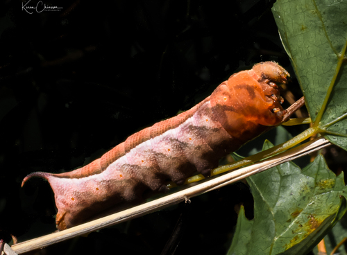 Virginia Creeper Sphinx