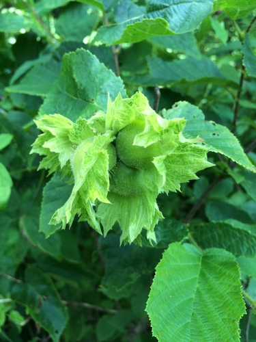 American hazelnut