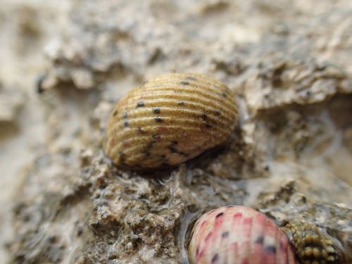 Four-toothed Nerite