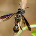 Rhopalosyrphus - Photo (c) Brad Moon, all rights reserved, uploaded by Brad Moon