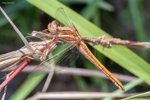 Two-striped Skimmer