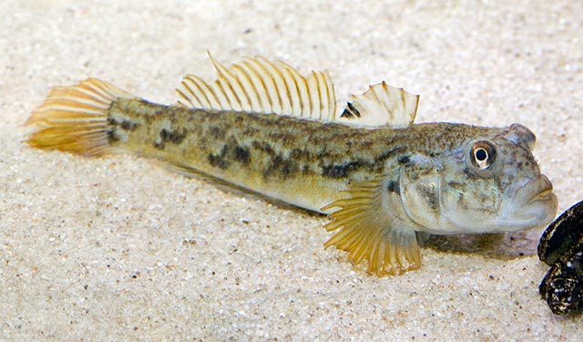 Round goby (Great Lakes Fishes Field Guide) · iNaturalist