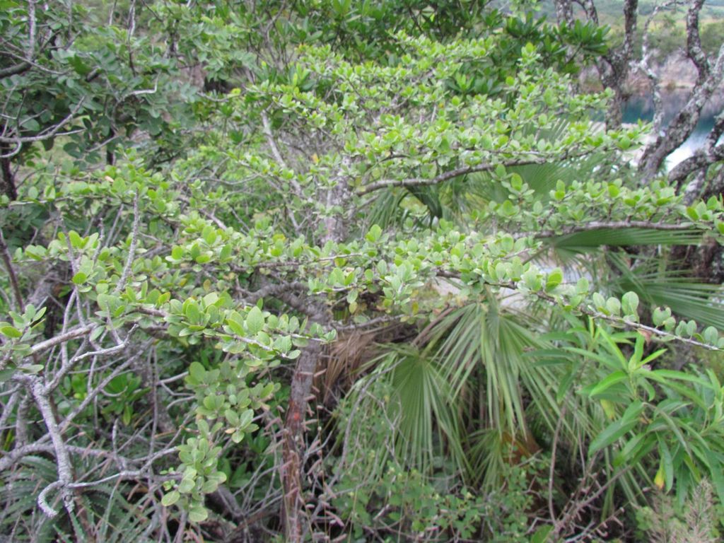 Bursera schlechtendalii · iNaturalist Guatemala