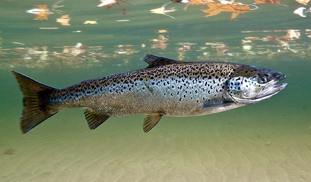 Atlantic salmon (Great Lakes Fishes Field Guide) · iNaturalist