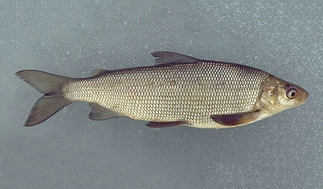 Lake whitefish (Great Lakes Fishes Field Guide) · iNaturalist