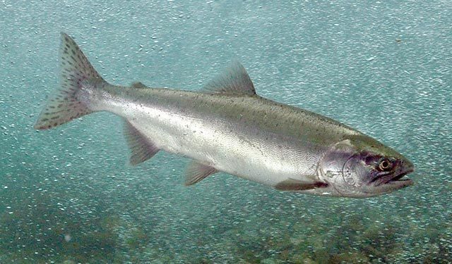 Pink salmon (Great Lakes Fishes Field Guide) · iNaturalist