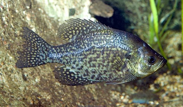 Black crappie (Great Lakes Fishes Field Guide) · iNaturalist