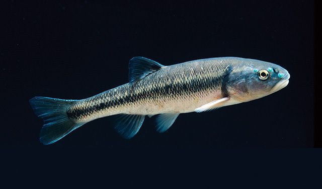Creek chub (Great Lakes Fishes Field Guide) · iNaturalist