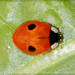 Two-spotted Lady Beetle - Photo (c) RAP, all rights reserved, uploaded by RAP