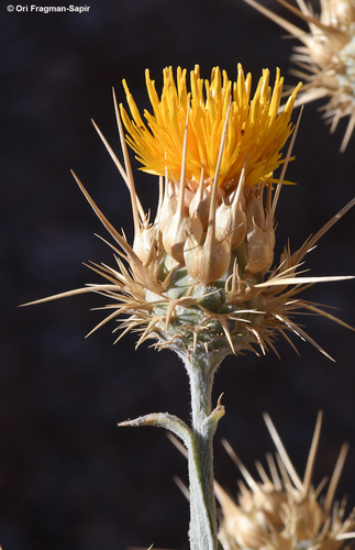 Thistle-leaved Knapweed (Centaurea onopordifolia)