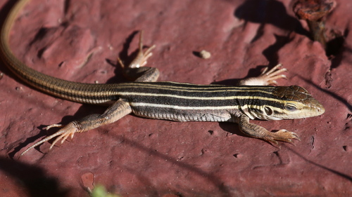 Desert Grassland Whiptail