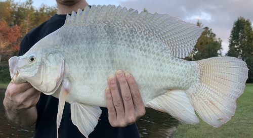 Blue Tilapia