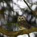 Northern Saw-whet Owl - Photo (c) Thom Fisher, all rights reserved, uploaded by Thom Fisher