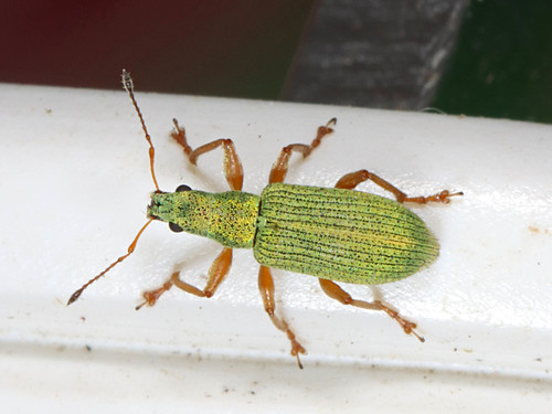 Polydrusus impressifrons Gyllenhal, 1834