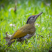 Picus canus guerini - Photo (c) Mike Rose, todos los derechos reservados, uploaded by Mike Rose
