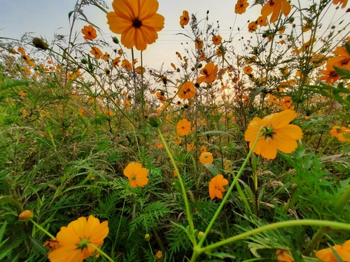 Yellow Cosmos