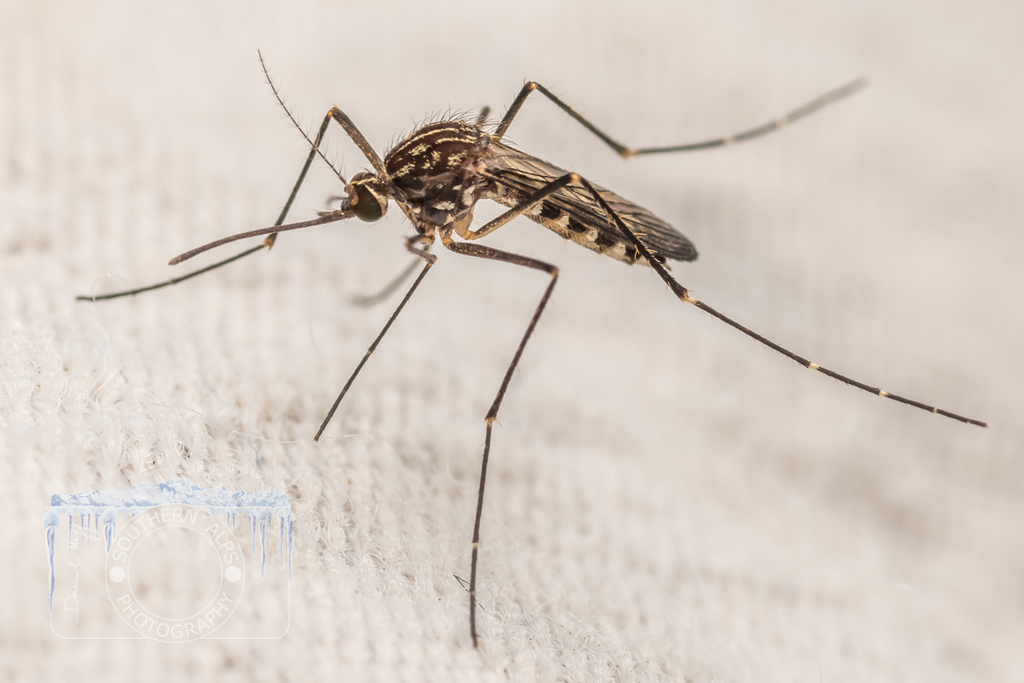 Winter Mosquito from Poukaria campsite, Whanganui River, New Zealand on