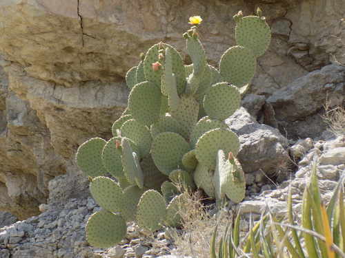 Blind Pricklypear