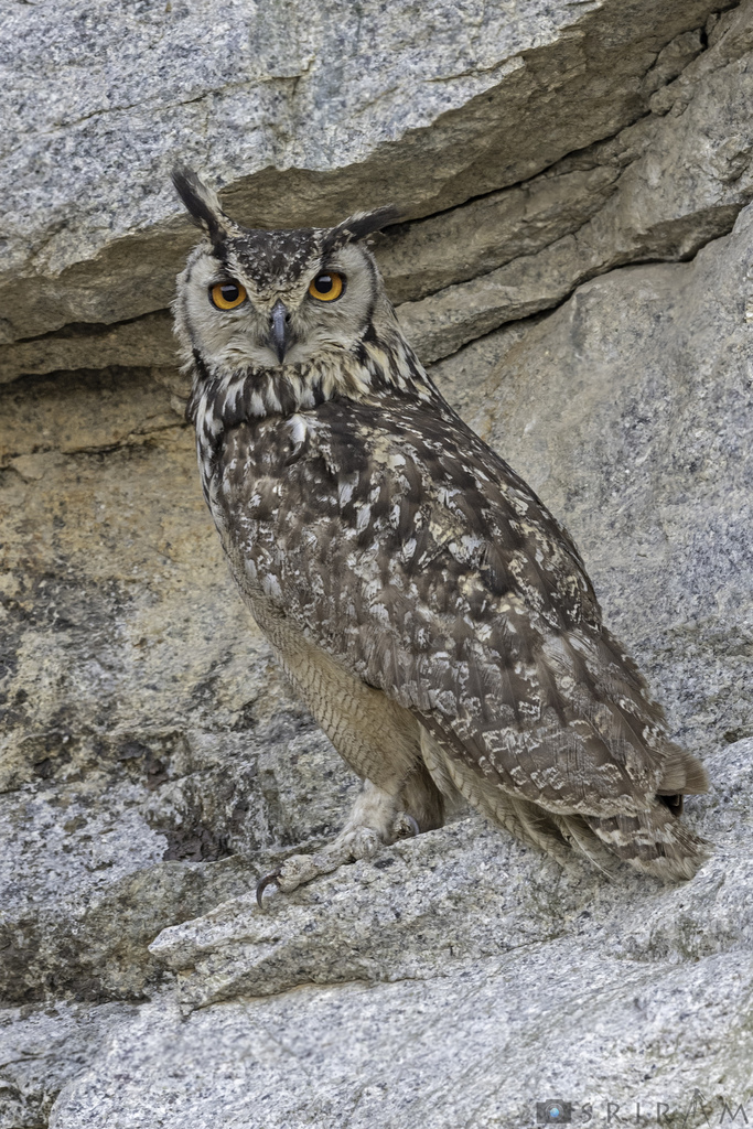 Rock Eagle-Owl photo