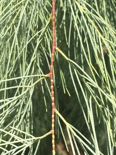 athel tamarisk