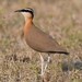 Pratincoles and Coursers - Photo (c) Sriram Reddy, all rights reserved, uploaded by Sriram Reddy