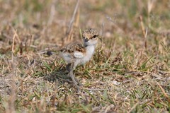 Kentish Plover
