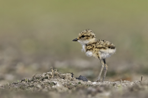 Kentish Plover
