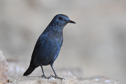 Blue Rock-Thrush