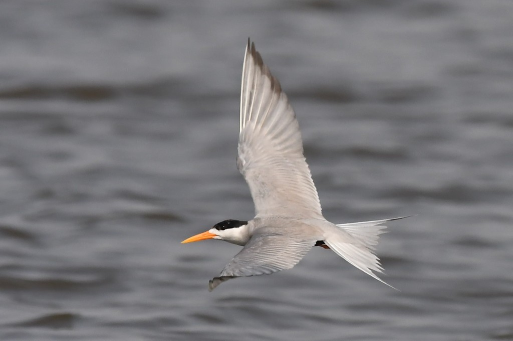 Black-bellied Tern (Sterna acuticauda) photo