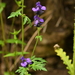 Gymnaconitum gymnandrum - Photo (c) HUANG QIN, all rights reserved, uploaded by HUANG QIN