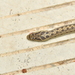 Zoige Ratsnake - Photo (c) HUANG QIN, all rights reserved, uploaded by HUANG QIN