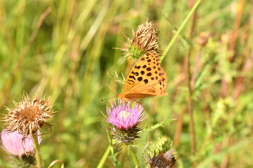Pallas's Fritillary