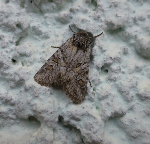Lasionycta proxima