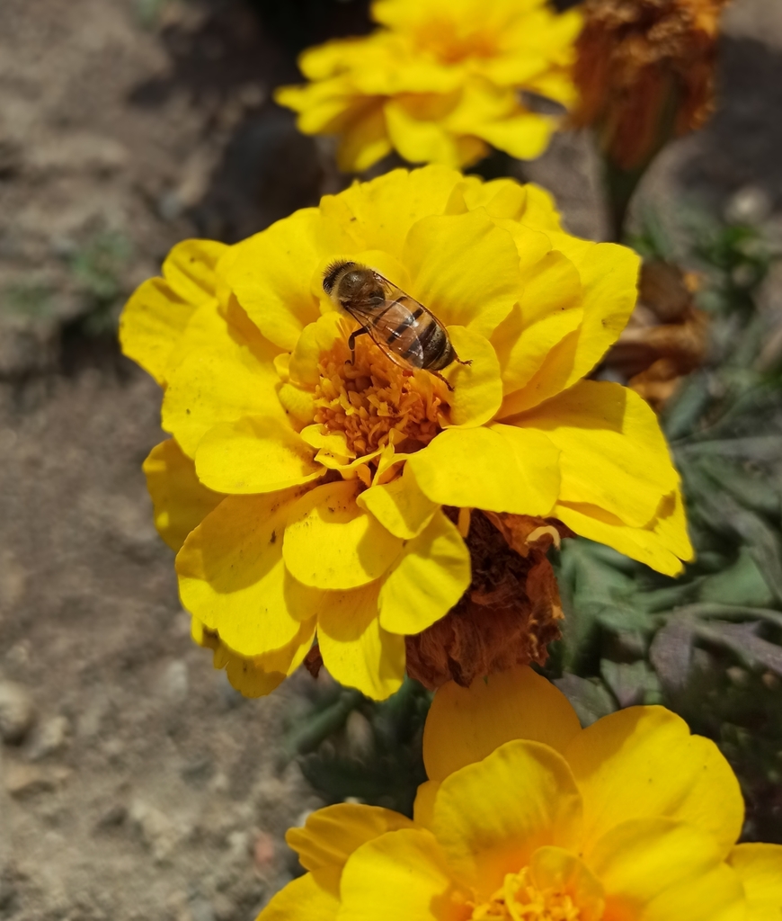 Western Honey Bee from Surquillo, Miraflores, Perú on October 26, 2020 ...