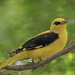 Indian Golden Oriole - Photo (c) Sriram Reddy, all rights reserved, uploaded by Sriram Reddy