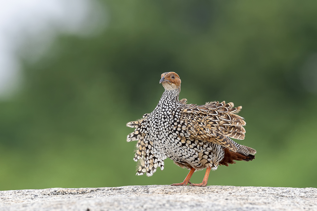 Painted Francolin (Francolinus pictus) · iNaturalist