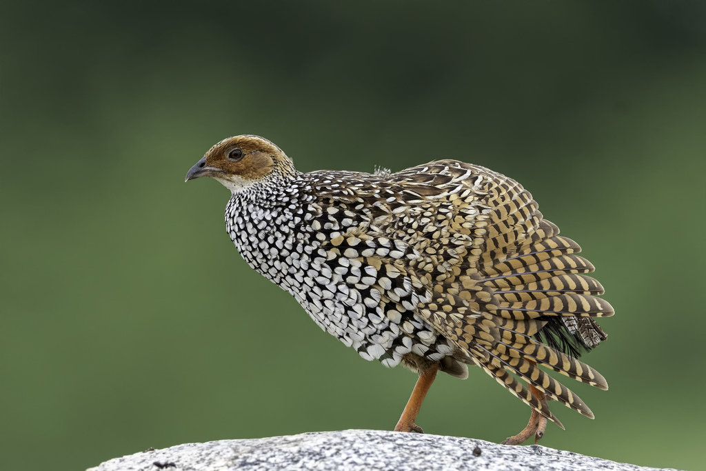 Painted Francolin (Francolinus pictus) photo
