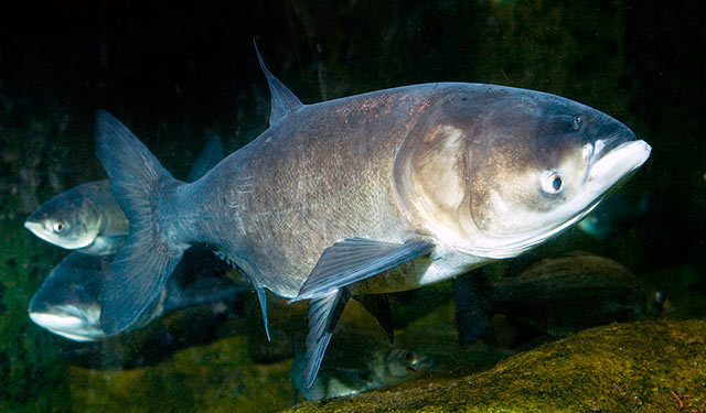 Bighead carp (Asian carp) (Great Lakes Fishes Field Guide