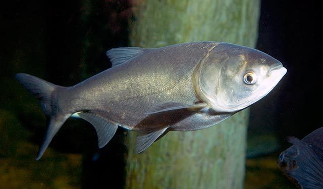 Silver carp (Asian carp) (Great Lakes Fishes Field Guide