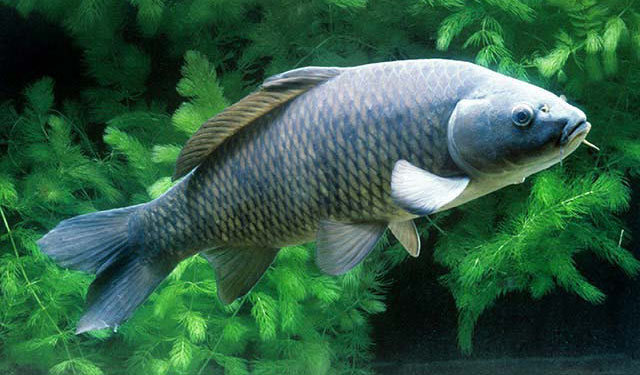 Common carp (Great Lakes Fishes Field Guide) · iNaturalist