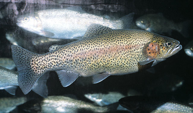 Rainbow trout/Steelhead (Great Lakes Fishes Field Guide) · iNaturalist