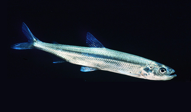 Rainbow smelt (Great Lakes Fishes Field Guide) · iNaturalist