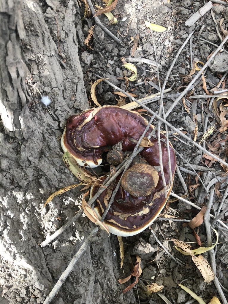 reishi-from-central-city-phoenix-az-us-on-october-26-2020-at-10-03