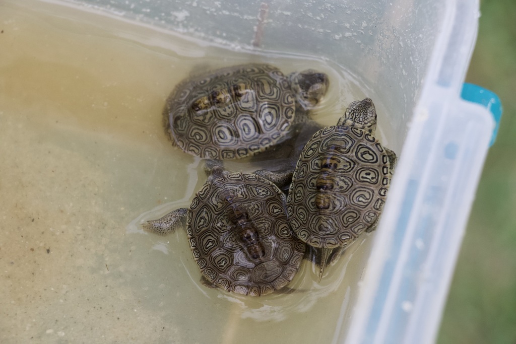 Carolina Diamondback Terrapin in October 2020 by Rich Wolfert. At ...